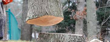 Best Stump Grinding and Removal  in Midland, NC