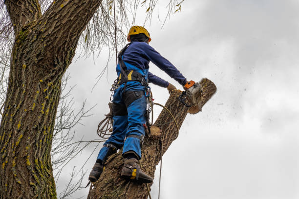 Best Tree Mulching  in Midland, NC