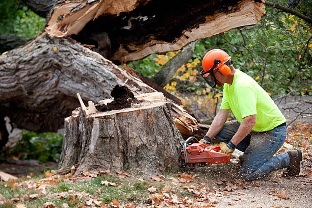 Best Tree Cabling and Bracing  in Midland, NC