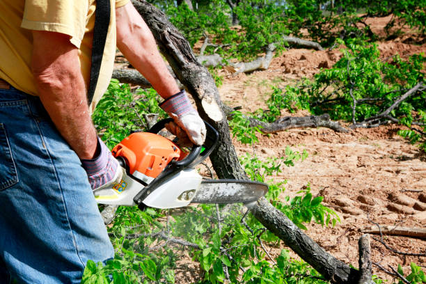 Best Tree and Shrub Care  in Midland, NC